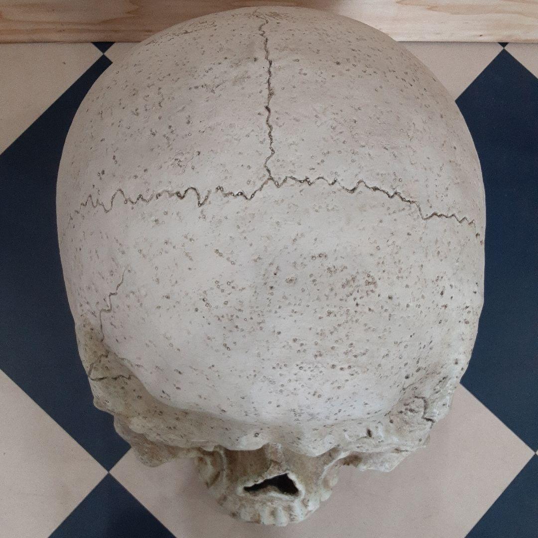 【BIGサイズ/スカル】商品番号230