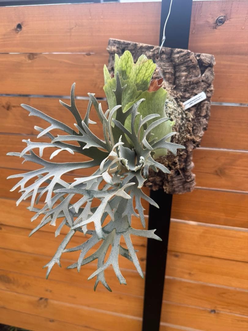 ビカクシダ platycerium willinckii omg original