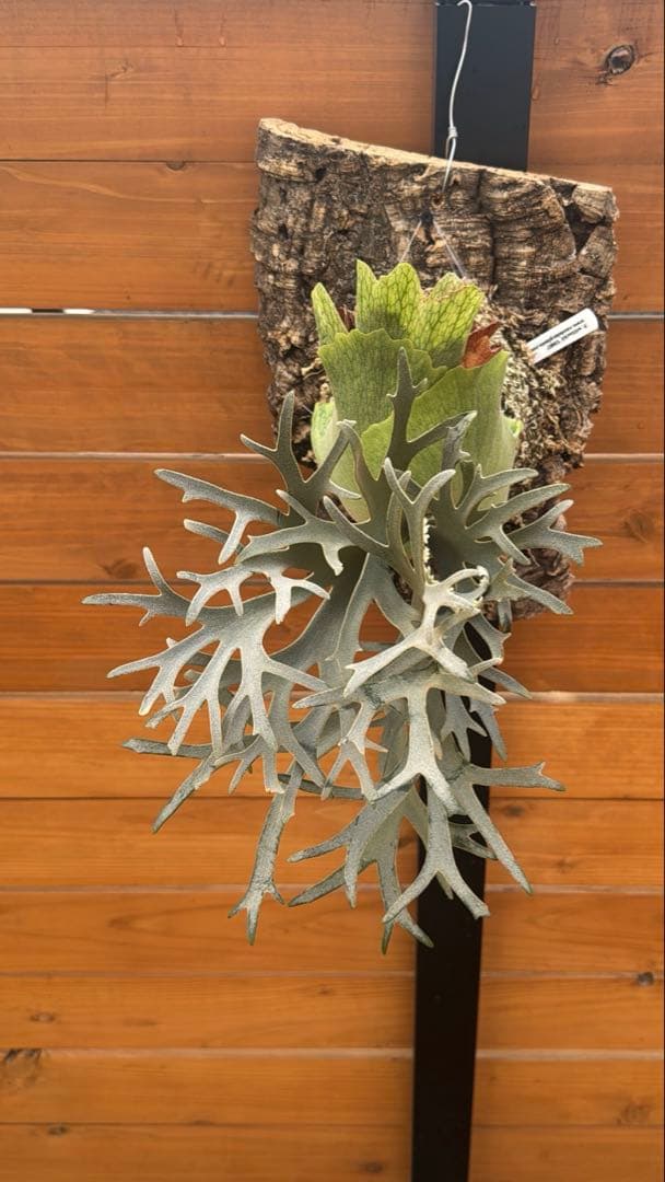 ビカクシダ platycerium willinckii omg original