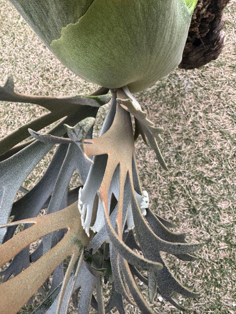 ビカクシダ platycerium willinckii omg original