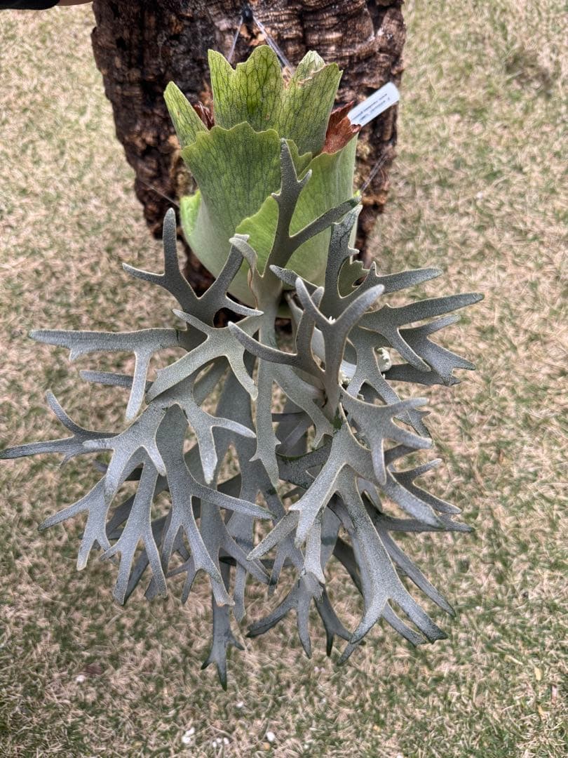 ビカクシダ platycerium willinckii omg original