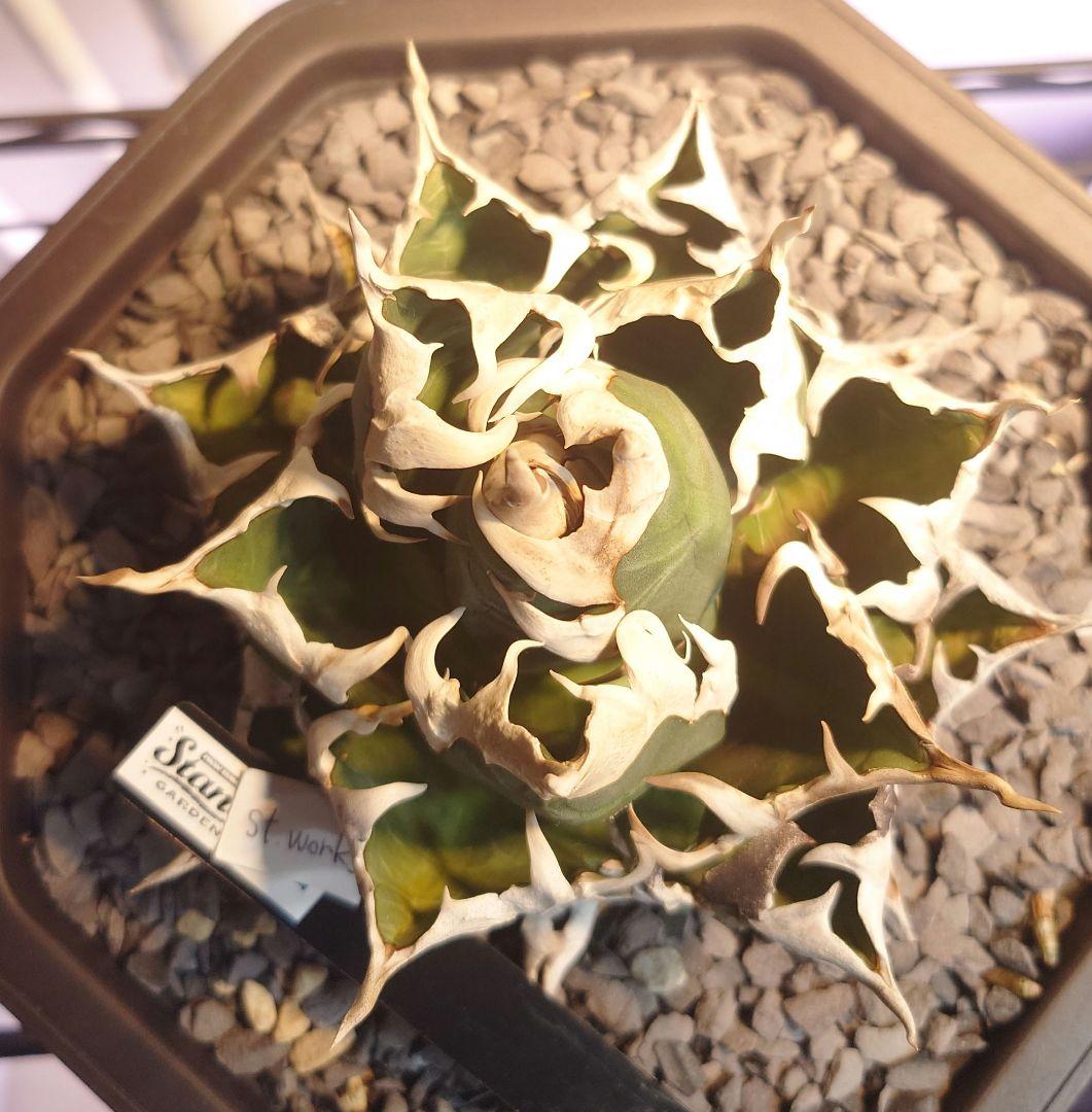 Agave titanota【紅猫】親株販売