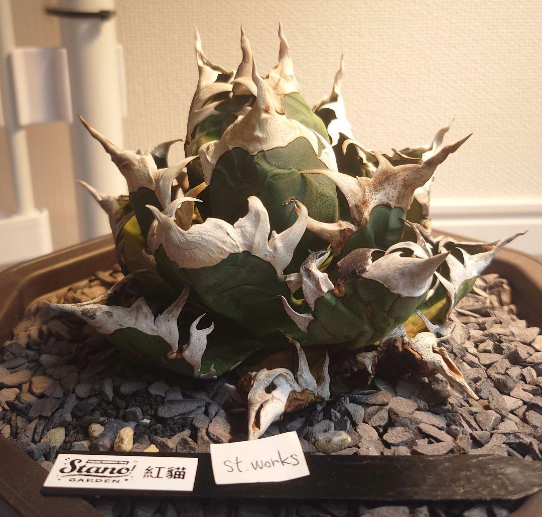 Agave titanota【紅猫】親株販売