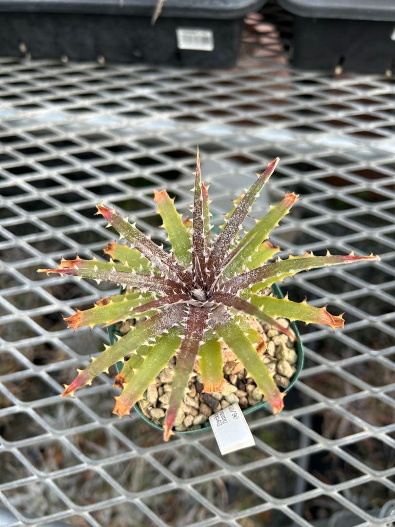 DBディッキア Dyckia Bill Baker hyb #231 - メルカリ