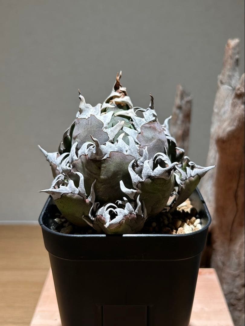 アガベ　赤猫　ゴリ猫　B