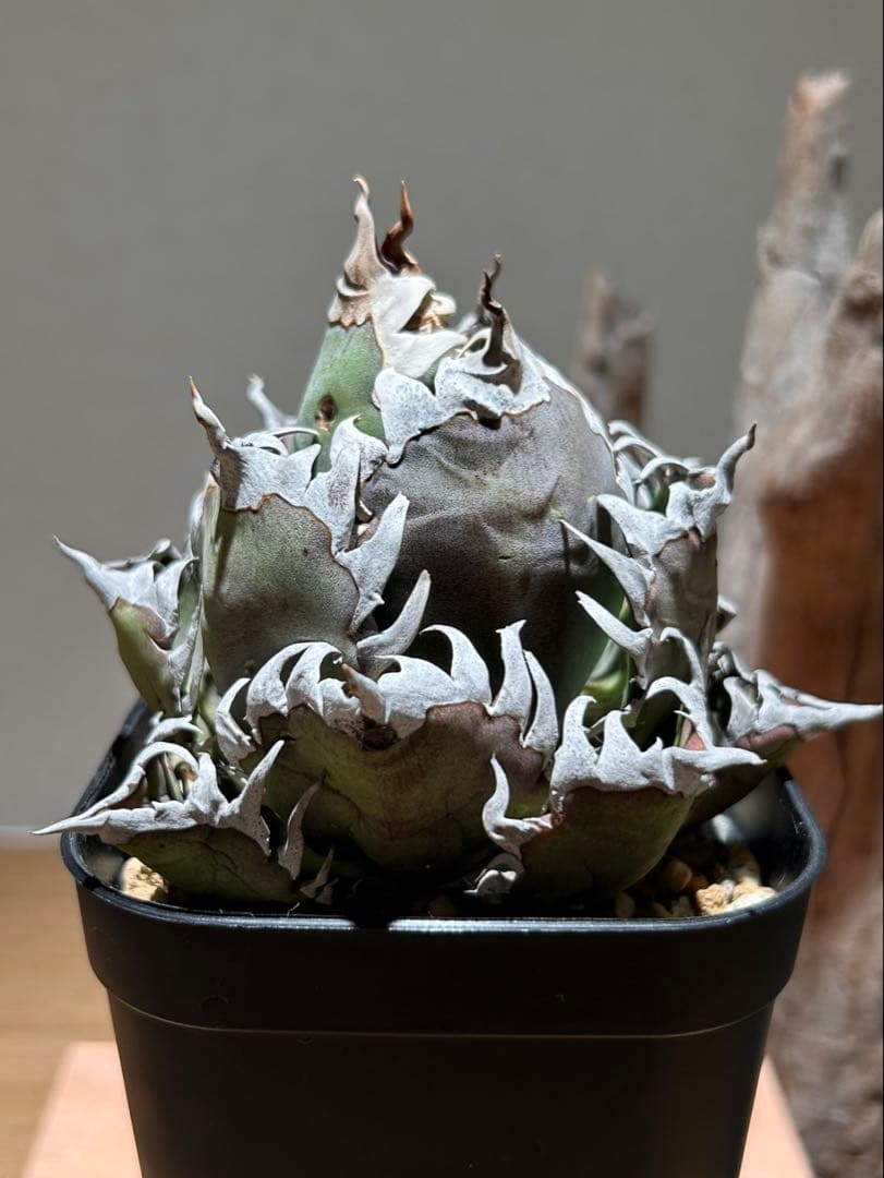 アガベ　赤猫　ゴリ猫　B