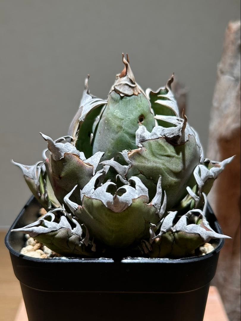 アガベ　赤猫　ゴリ猫　B