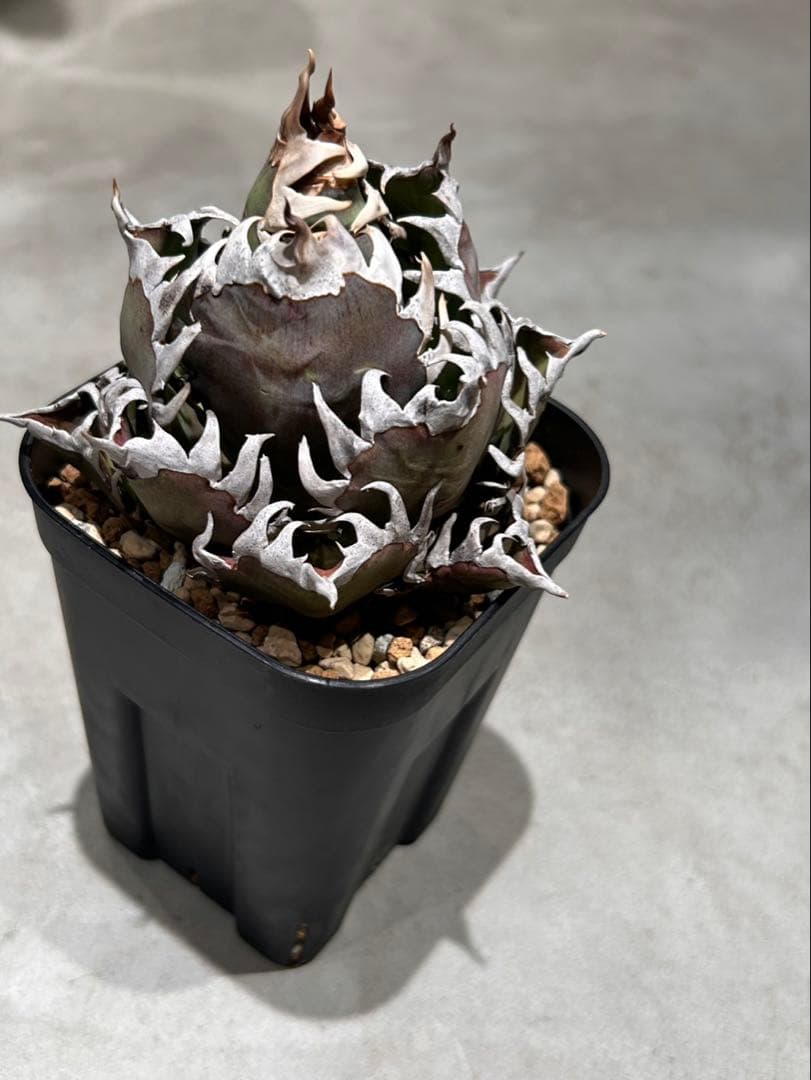 アガベ　赤猫　ゴリ猫　B