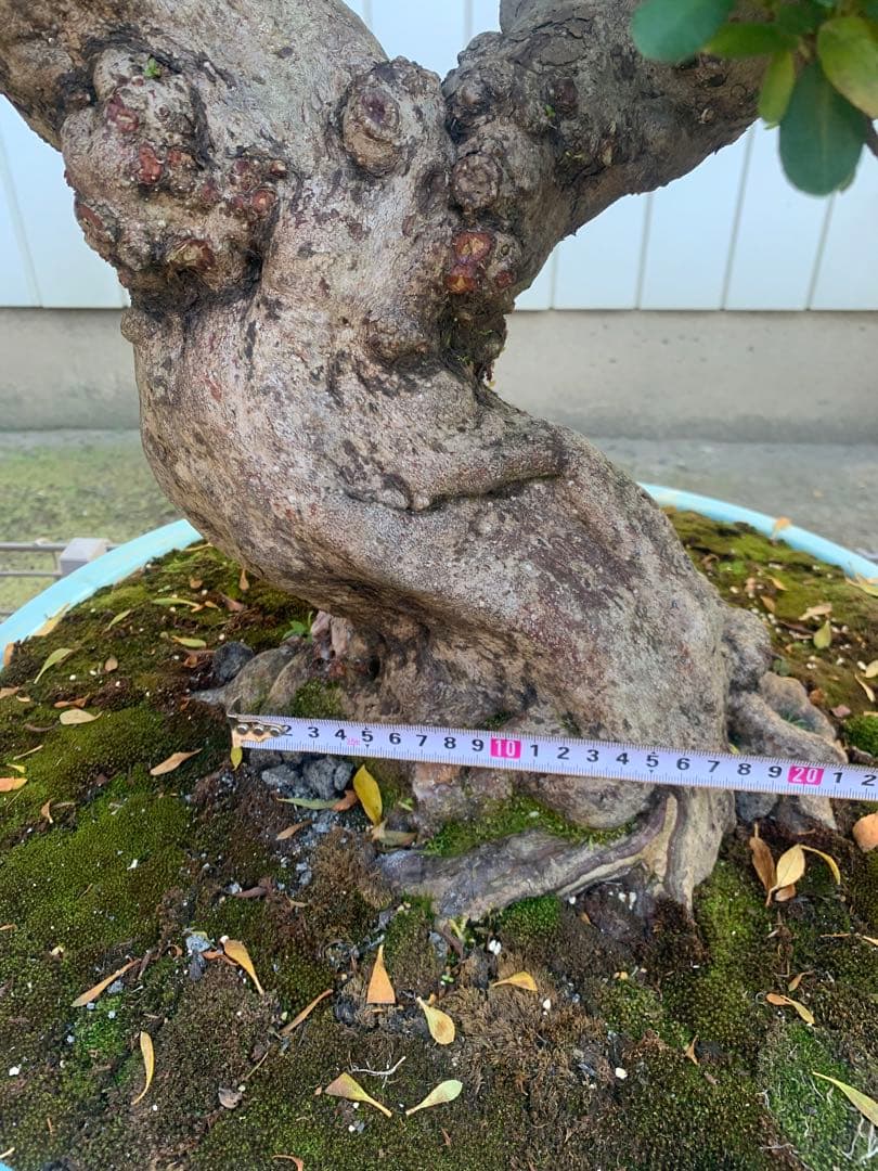 皐月盆栽 サツキ ツチジ - メルカリ