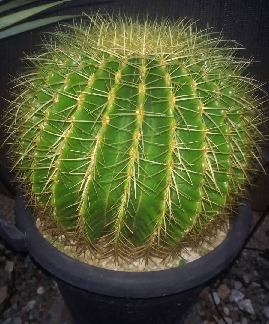 金鯱 サボテン 特大