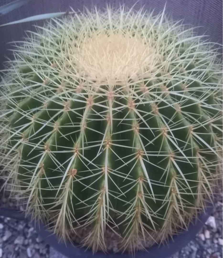 金鯱 サボテン 特大