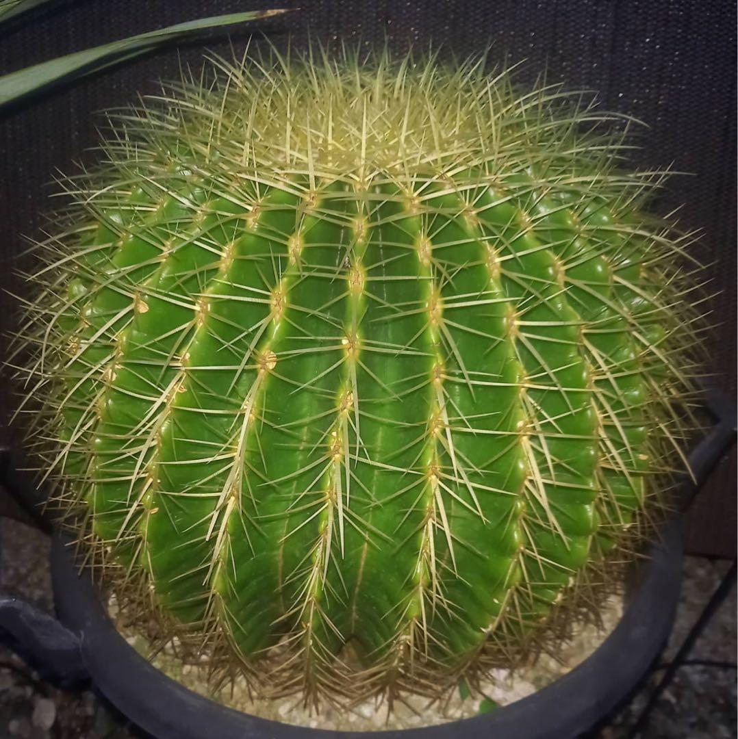 金鯱 サボテン 特大