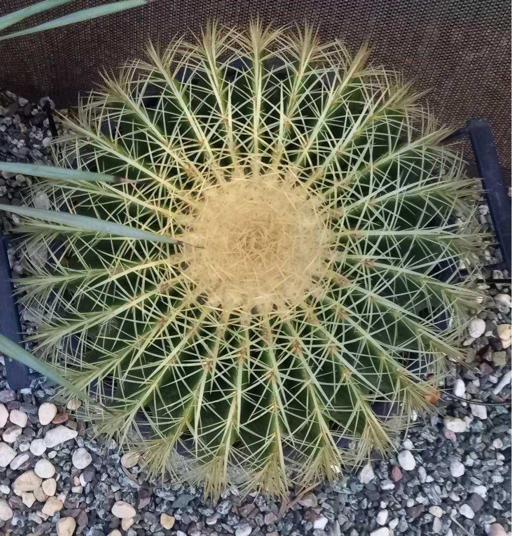 金鯱 サボテン 特大