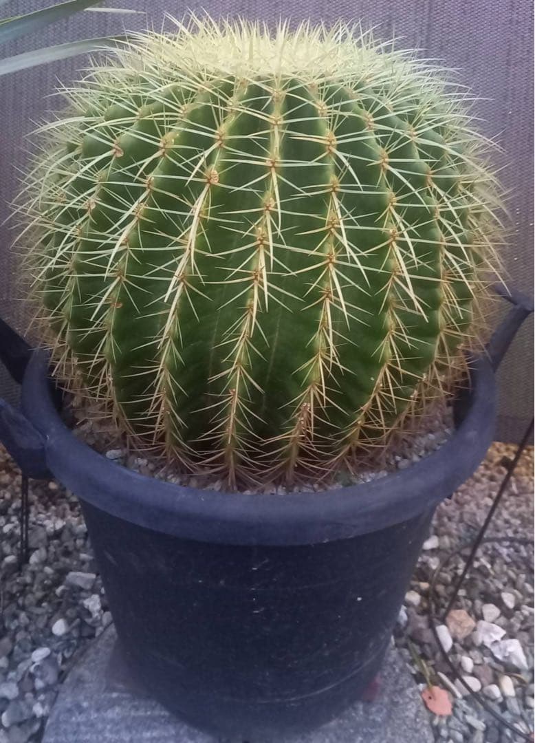 金鯱 サボテン 特大