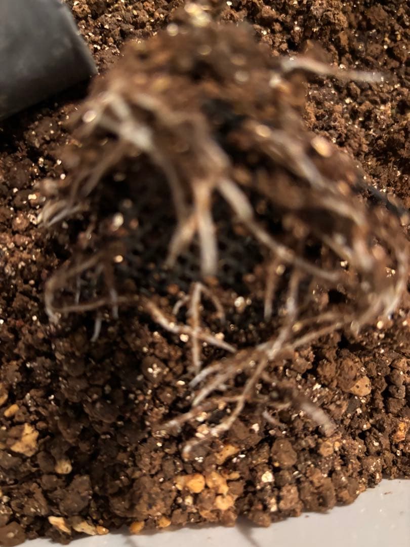 強香り♡フリルのシックな薔薇