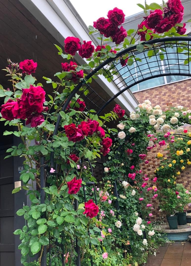 強香り♡フリルのシックな薔薇