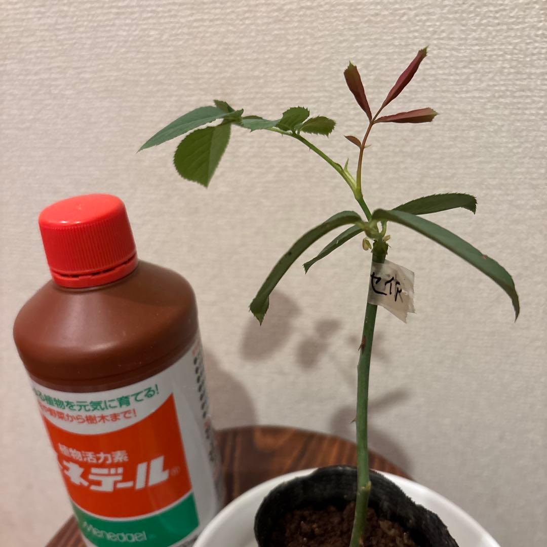 強香り♡フリルのシックな薔薇