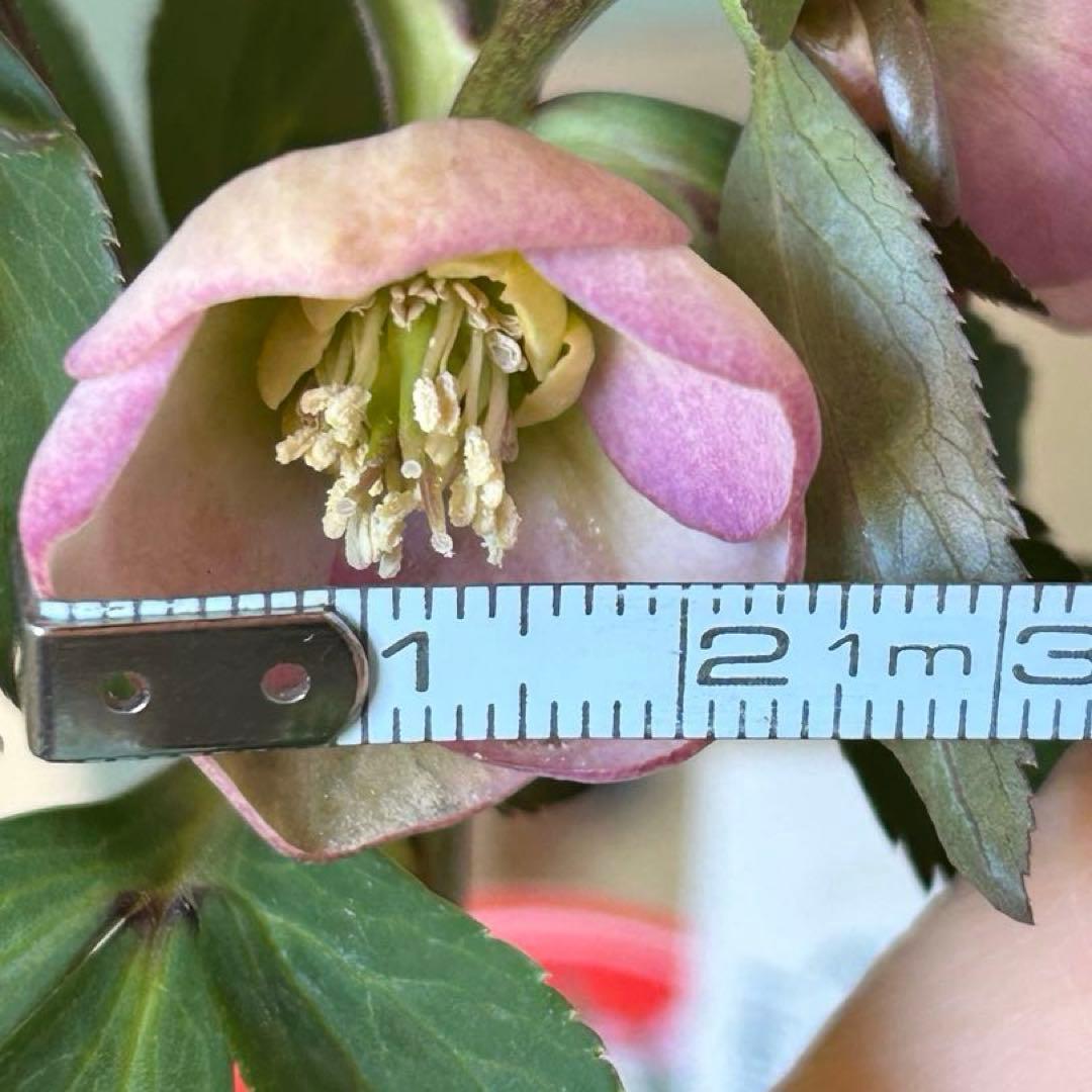 横山園芸】クリスマスローズ ベビードール 《2/21》 - メルカリ