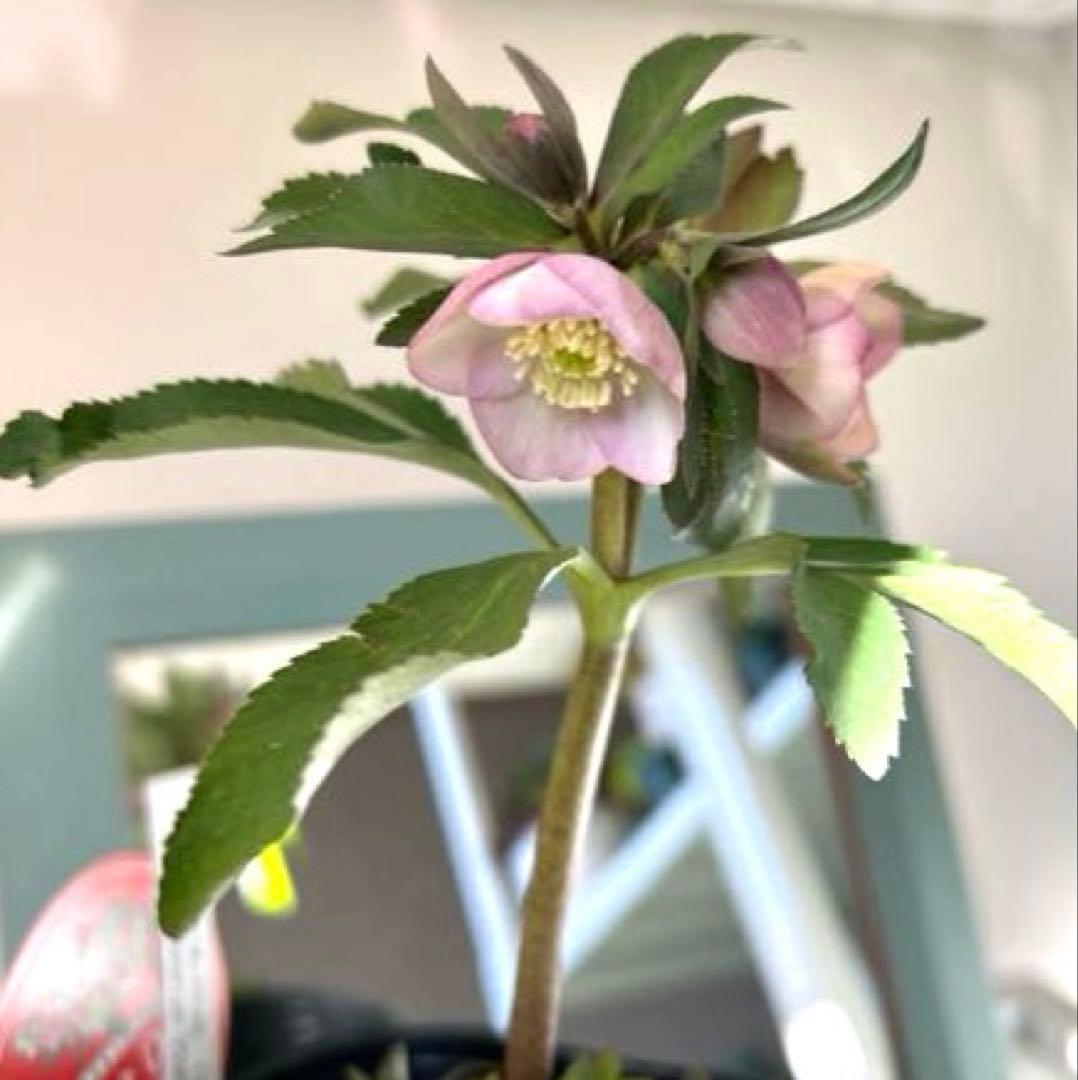 横山園芸】クリスマスローズ ベビードール 《2/21》 - メルカリ