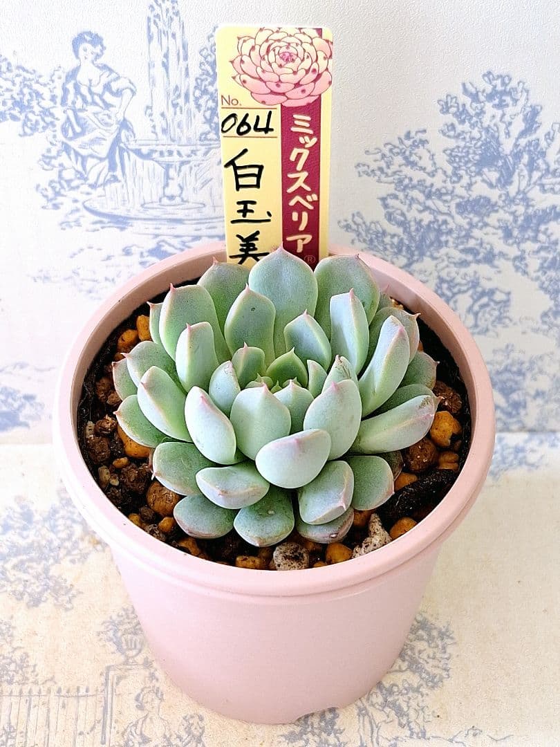 白玉美尼 札付きポットごとメルカリ便おらいさん苗ミックスベリア