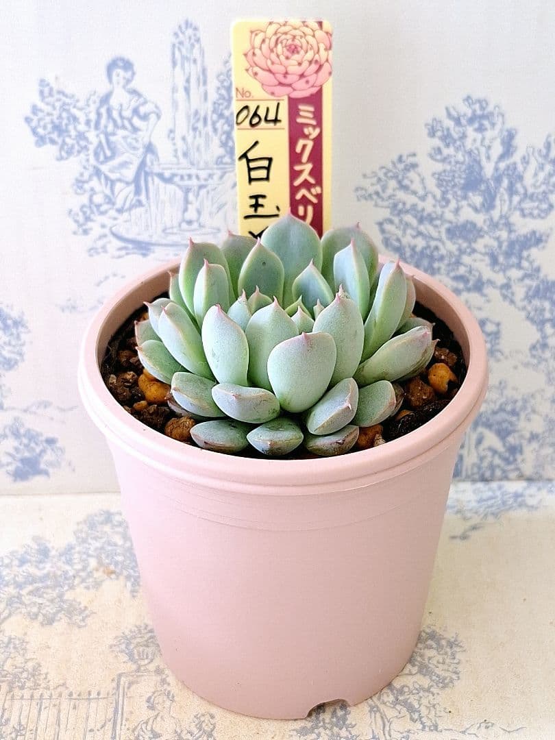 白玉美尼 札付きポットごとメルカリ便おらいさん苗ミックスベリア