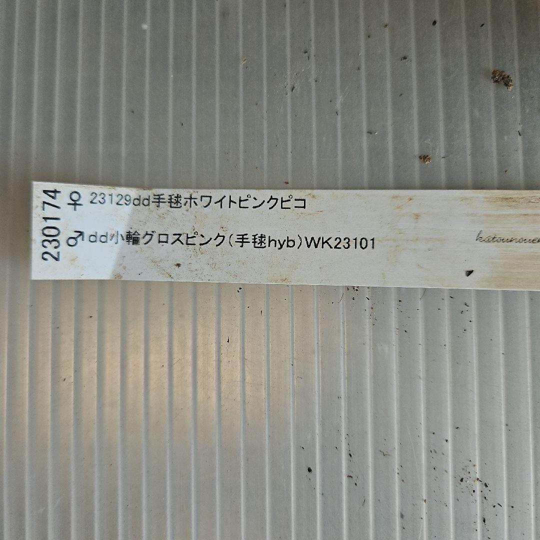 K.様ご購入苗㉖-287クリスマスローズ