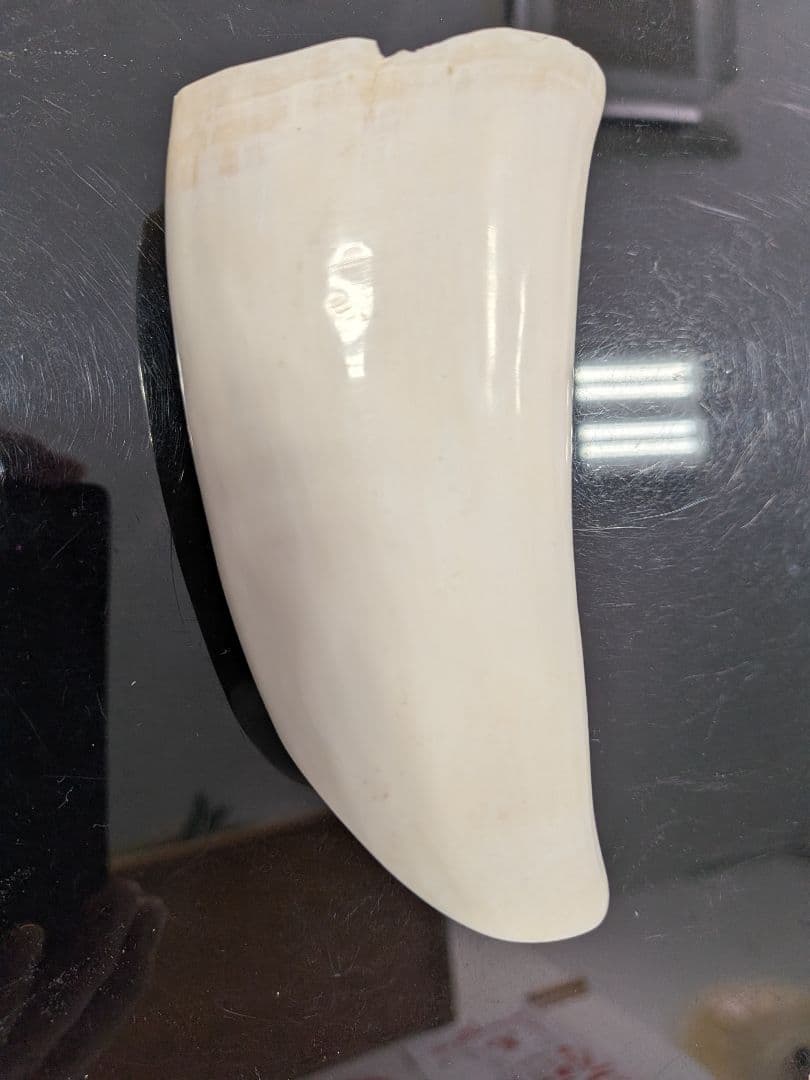 田中野夫様 専用ページ マッコウ鯨歯 - メルカリ