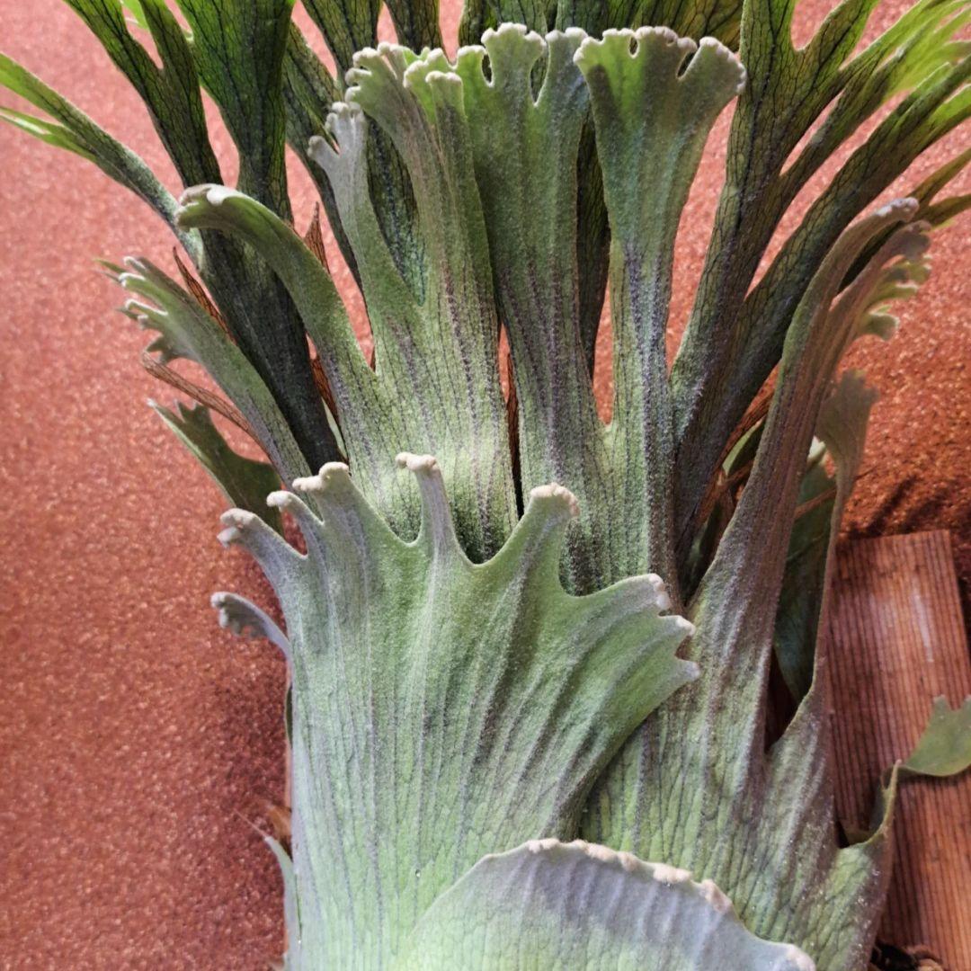 P.tennriku -天鹿- 株分け 1stPUP