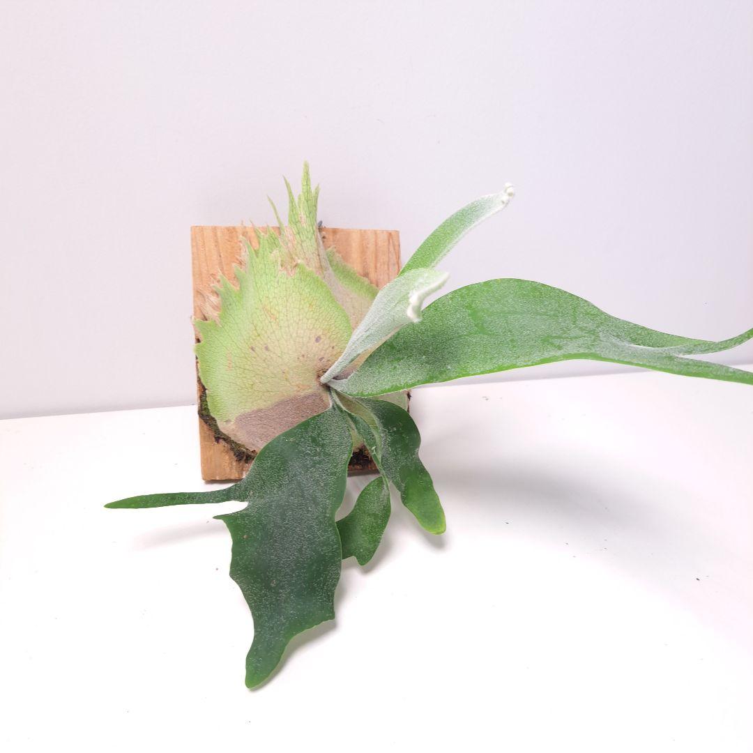 P.tennriku -天鹿- 株分け 1stPUP