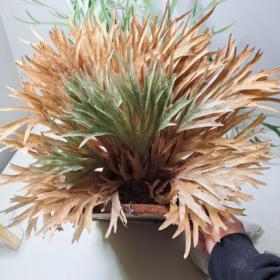 P.tennriku -天鹿- 株分け 1stPUP