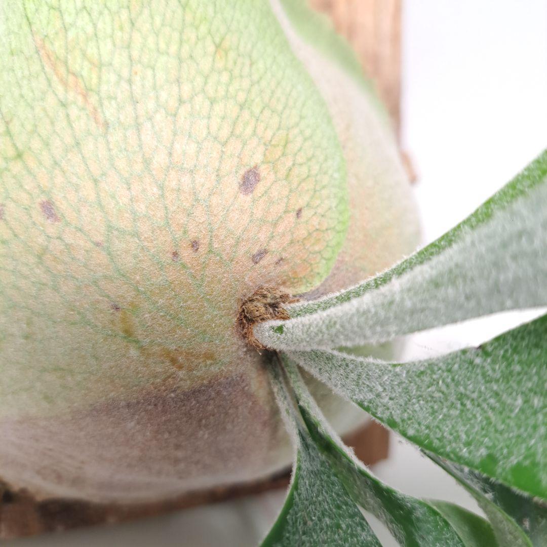 P.tennriku -天鹿- 株分け 1stPUP