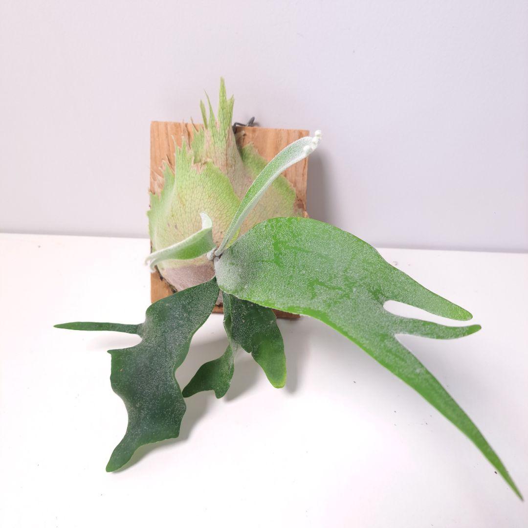 P.tennriku -天鹿- 株分け 1stPUP