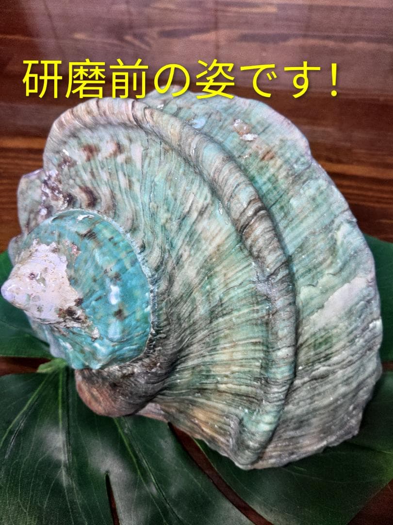 極美！夜光貝の置物(大)　真珠層仕上げ