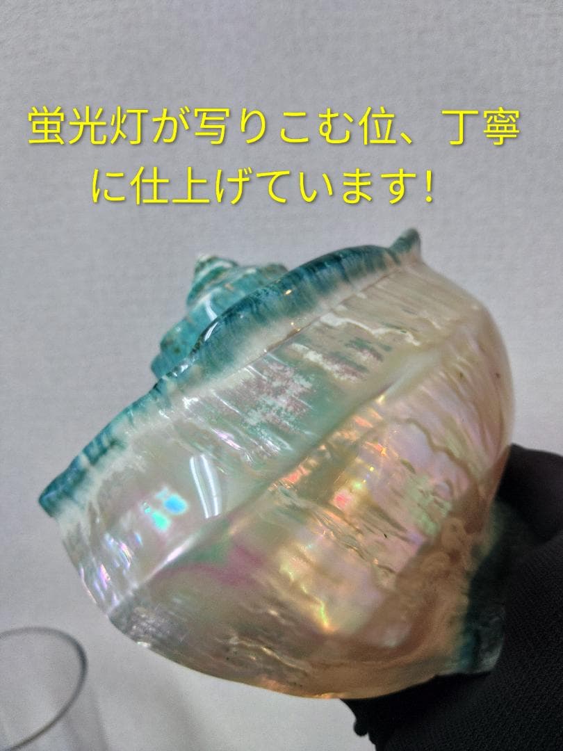 極美！夜光貝の置物(大)　真珠層仕上げ