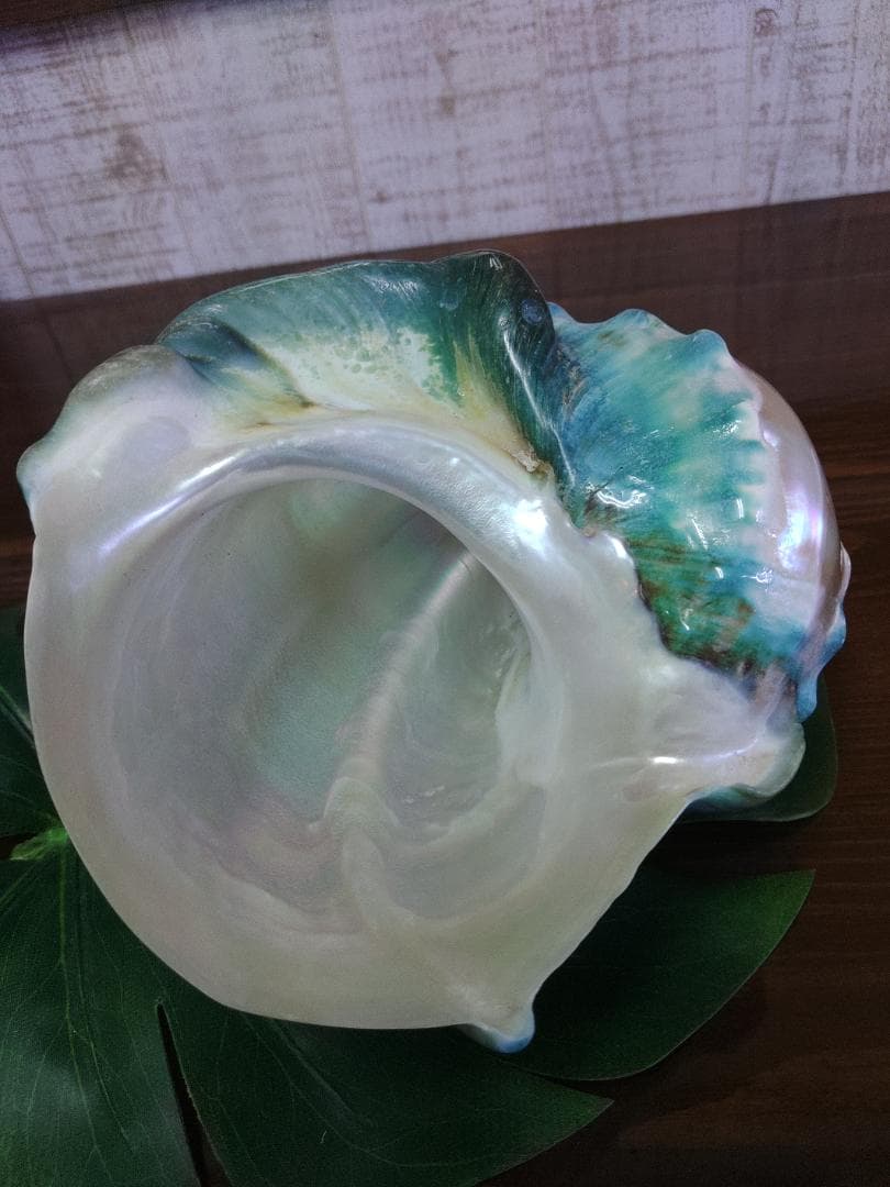 極美！夜光貝の置物(大)　真珠層仕上げ
