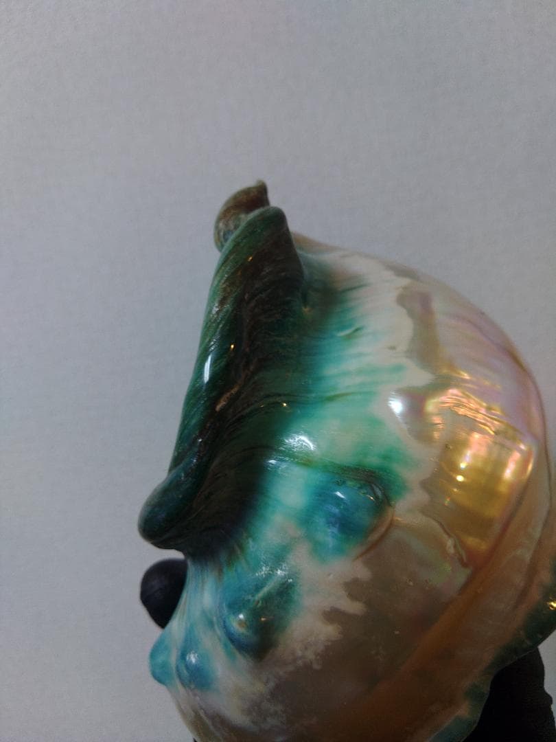 極美！夜光貝の置物(大)　真珠層仕上げ