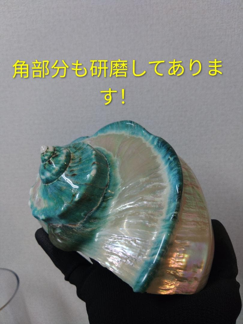 極美！夜光貝の置物(大)　真珠層仕上げ