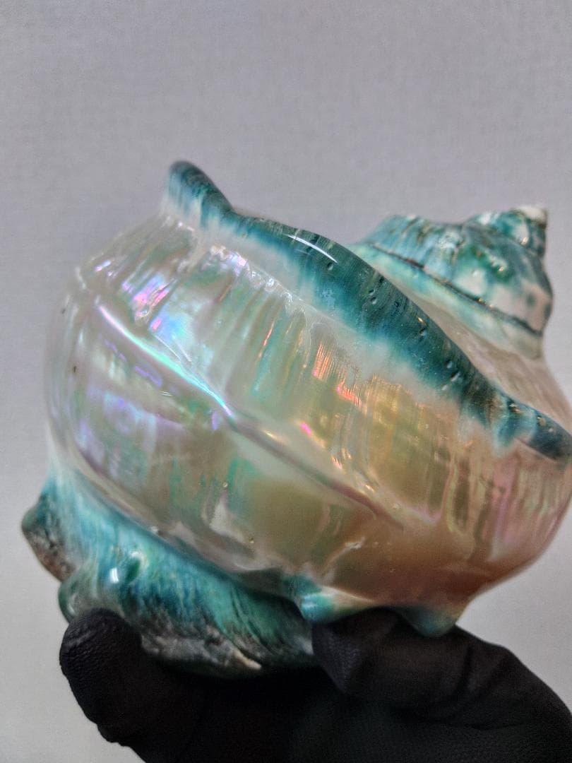 極美！夜光貝の置物(大)　真珠層仕上げ