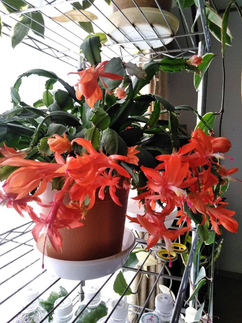 ss☆12様専用 デンマークカクタス オレンジ金平糖 発根済み株 Z 希少種