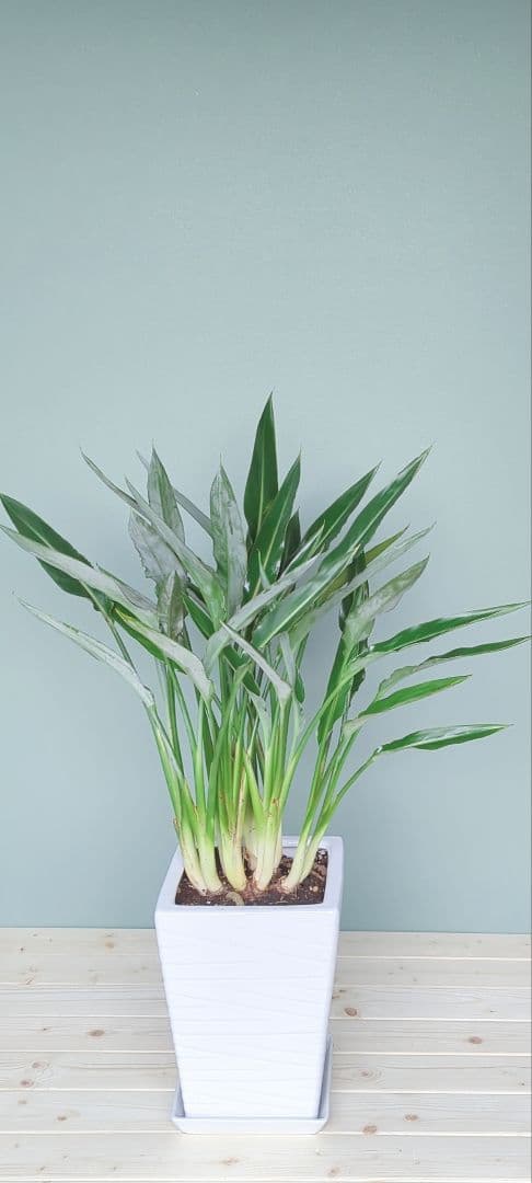 アントニオ希少 《 現品 》ストレチア • レギネ 風水 ８号