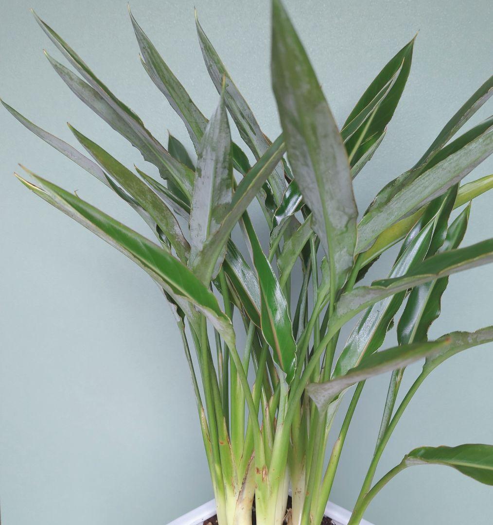 アントニオ希少 《 現品 》ストレチア • レギネ 風水 ８号