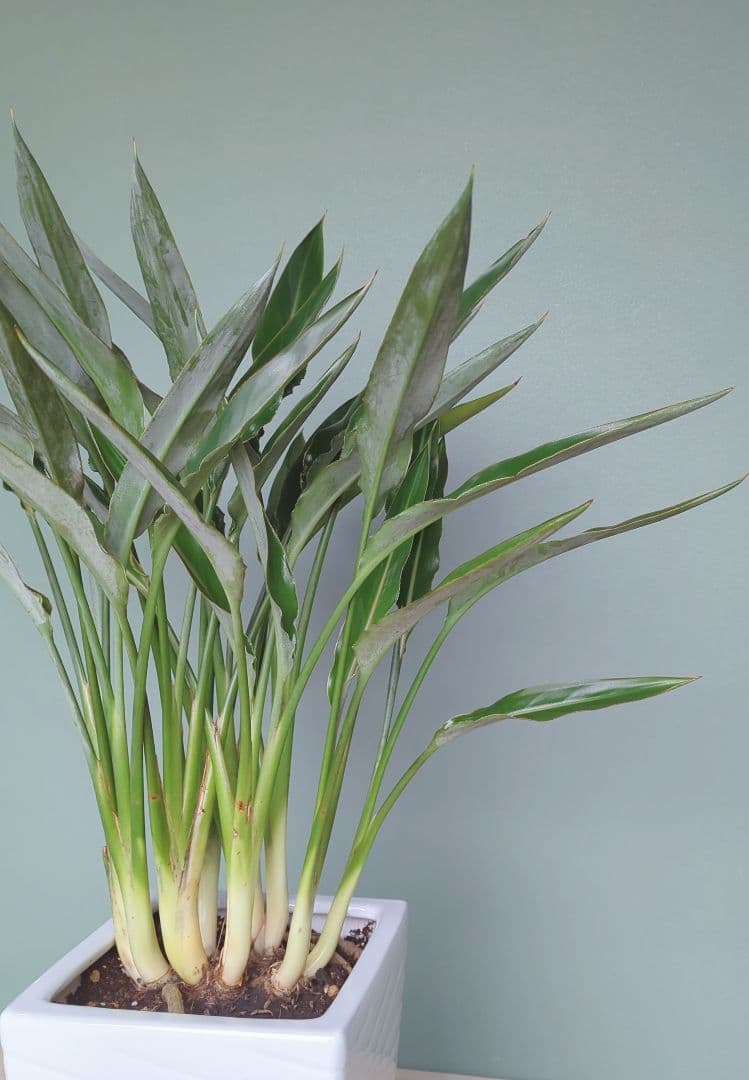 アントニオ希少 《 現品 》ストレチア • レギネ 風水 ８号