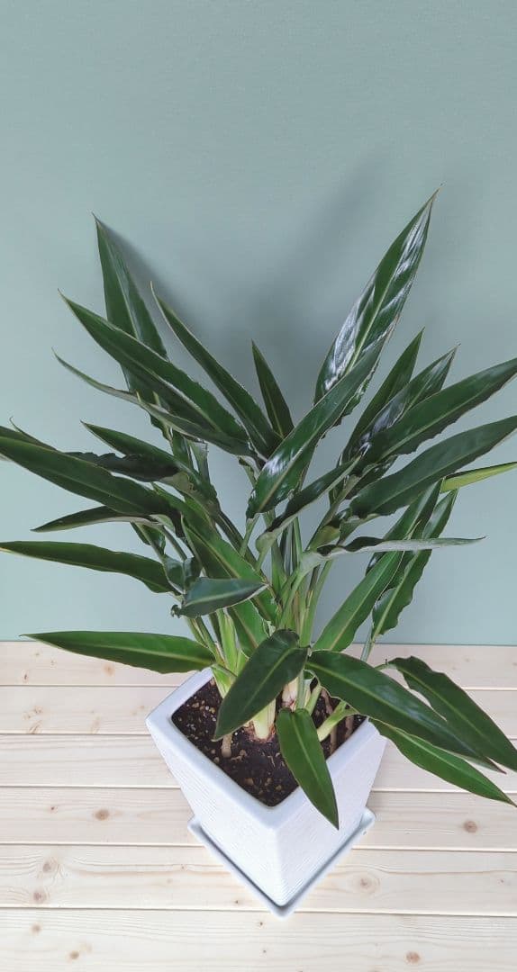 アントニオ希少 《 現品 》ストレチア • レギネ 風水 ８号