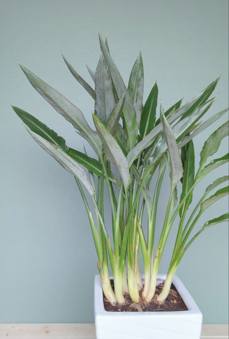 アントニオ希少 《 現品 》ストレチア • レギネ 風水 ８号