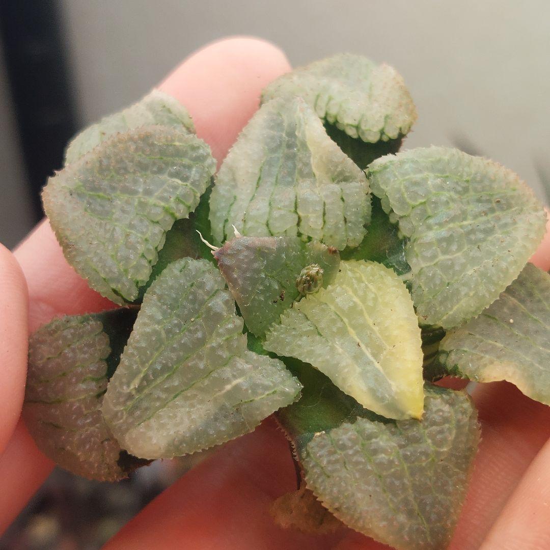 特価】ハオルチア 天空の境錦 極上縞斑 - メルカリ