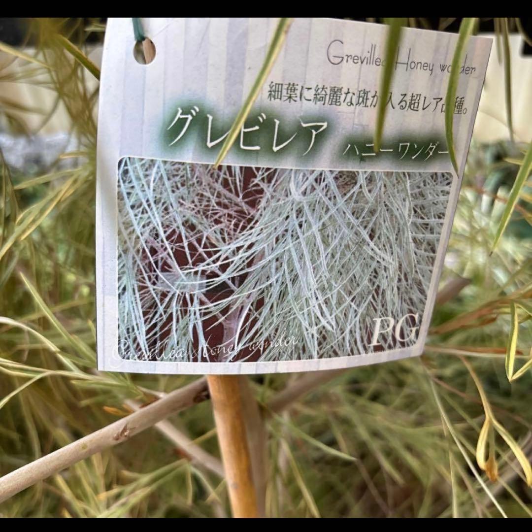 超特大　2m 弱　グレビレアハニーワンダー　グレビリアハニーワンダー