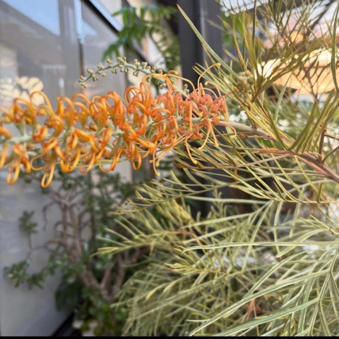 超特大　2m 弱　グレビレアハニーワンダー　グレビリアハニーワンダー