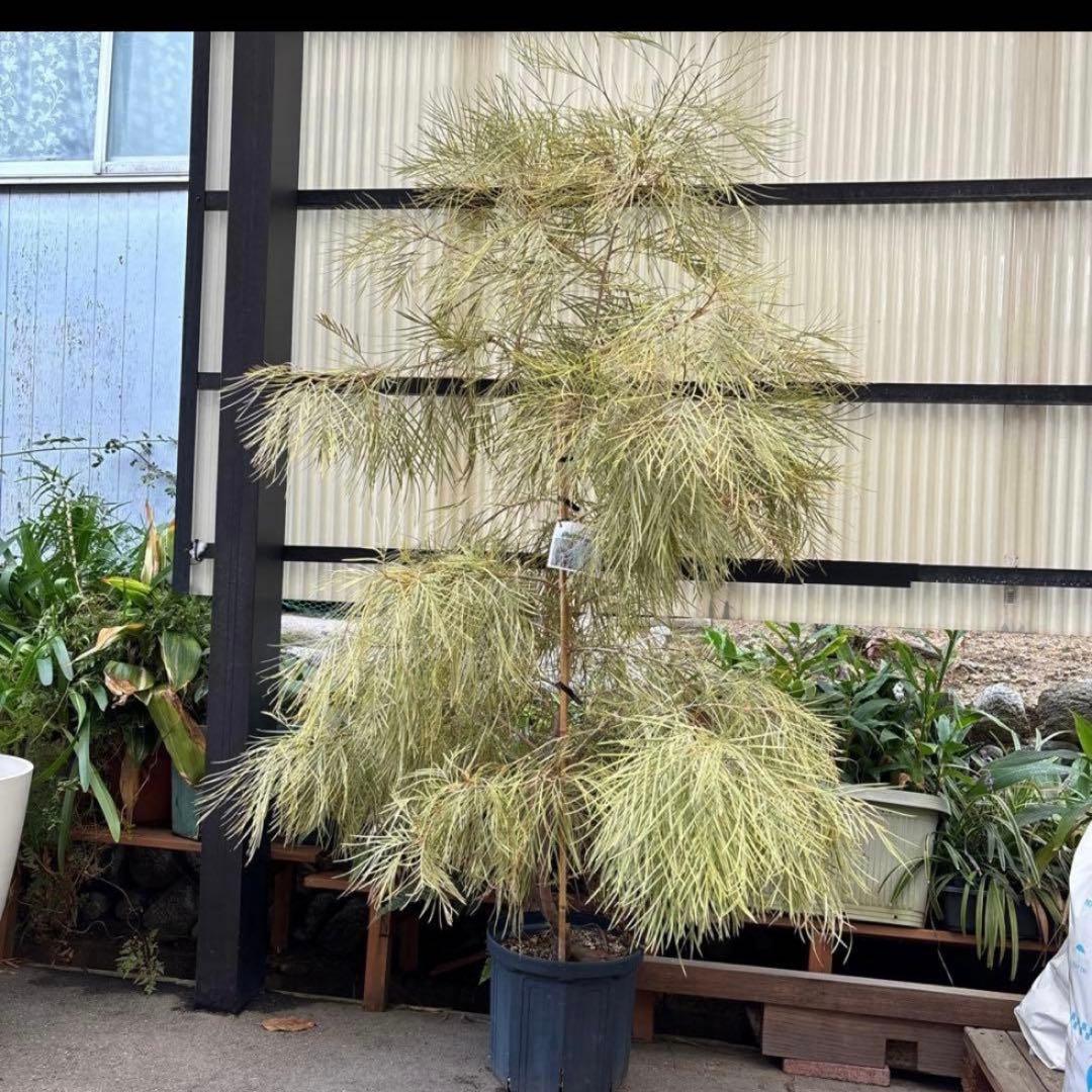 超特大　2m 弱　グレビレアハニーワンダー　グレビリアハニーワンダー