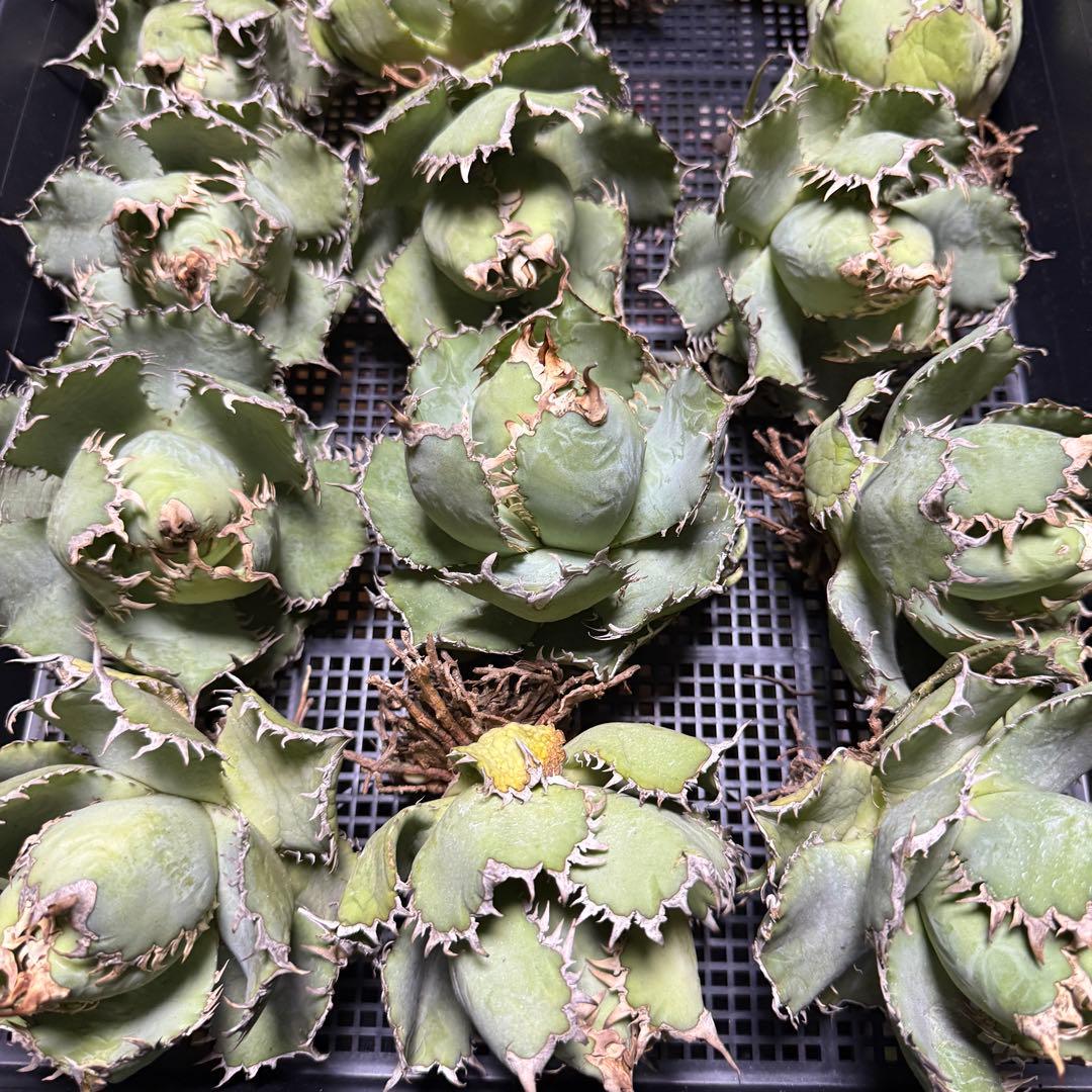 フィリグリー 3株セット アガベ チタノタ - メルカリ