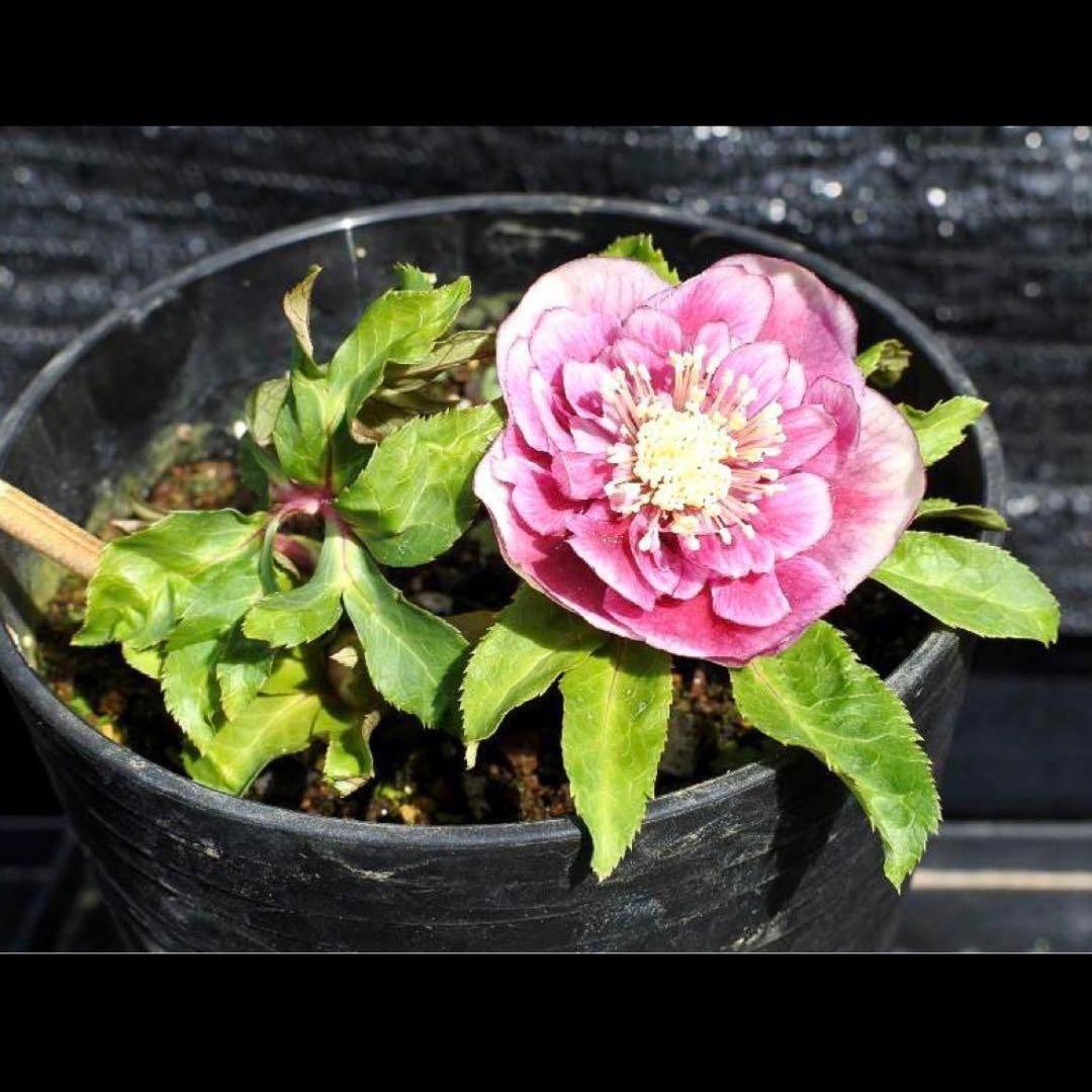 衛*様 3408☘️ラスト2☘️蕾付き☘️極上☘️⭐️ソレイユ⭐️ボリュームSD